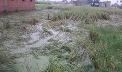 फिरोजपुर में नहर टूटने से 400 एकड़ धान की फसल जलमग्न, किसानों की बढ़ी चिंता