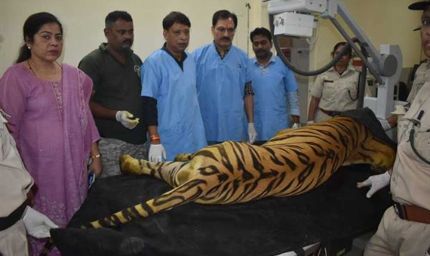 खिवनी अभयारण्य से लाए गए घायल बाघ "युवराज" का वन विहार में हो रहा उपचार