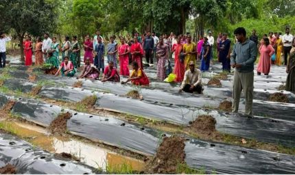 ​रायपुर : ​जलवायु परिवर्तन के दौर में किसानों के लिए वरदान बनेगी ग्राफ्टेड सब्जी: धमतरी में वैज्ञानिक प्रशिक्षण संपन्न