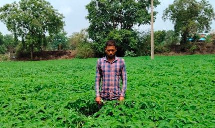 प्राकृतिक खेती को बढ़ावा देने की पहल ला रही बदलाव, हरी खाद अपनाकर आत्मनिर्भर खेती की राह पर बढ़ रहे किसान