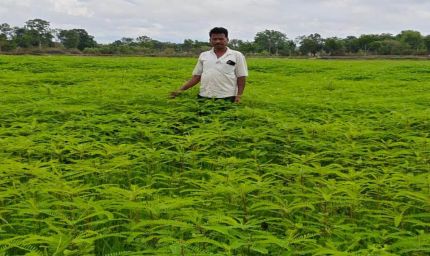 हरी खाद से संवर रही खेतों की सेहत, प्राकृतिक खेती की मिसाल बने किसान नरेंद्र सिंह