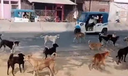 4 साल की मासूम पर आवारा कुत्तों का जानलेवा हमला, तड़प-तड़प कर गई जान