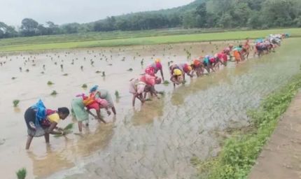 लगातार बारिश से पंच परगना में धान रोपाई ने पकड़ी रफ्तार, किसानों के चेहरे खिले