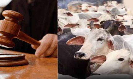 जब्त मवेशियों की कस्टडी पर बड़ा फैसला आएगा, हाईकोर्ट तय करेगी कोर्ट के अधिकार