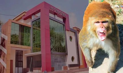 हिसार में बंदरों के आतंक से राहत की तैयारी, नगर निगम ने जारी किया टेंडर