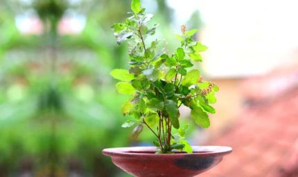 योगिनी एकादशी पर तुलसी उपाय से मिलेगी सुख-समृद्धि और धन लाभ