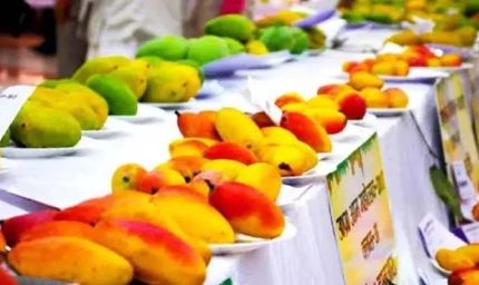पिंजौर मैंगो फेस्टिवल में दिखेंगी आम की 400 से ज्यादा अनोखी किस्में