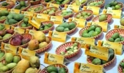 Panchkula Mango Mela: 400 से ज्यादा किस्मों के आम का लें स्वाद, फलों के शौकीनों के लिए खास मौका