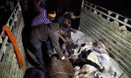 पंजाब में 3 गायों के कटे सिर और 2 क्विंटल मांस बरामद, 2 आरोपी गिरफ्तार