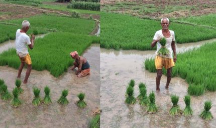 बारिश से किसानों को राहत, पटना में धान रोपनी ने पकड़ी रफ्तार