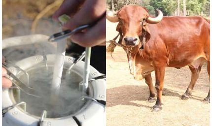 राजस्थान में जेंडर सॉर्टेड सीमन तकनीक को मिली वैज्ञानिक पुष्टि