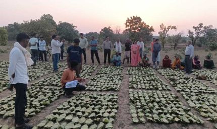 साय सरकार के सुशासन में तेन्दूपत्ता संग्राहकों को मिली आर्थिक मजबूती, 10,160 हितग्राहियों के खातों में पहुँची 1.39 करोड़ रुपये से अधिक की बोनस राशि