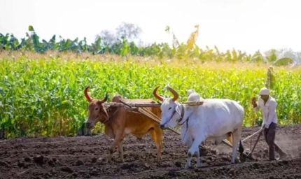 हरियाणा किसानों के लिए 31 जुलाई तक फसल पंजीकरण का अंतिम मौका जारी