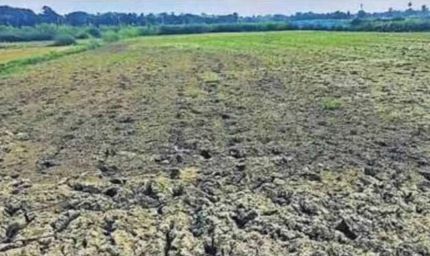 बस्तर संभाग में बारिश की बेरुखी से बढ़ी सूखे की चिंता, किसान परेशान