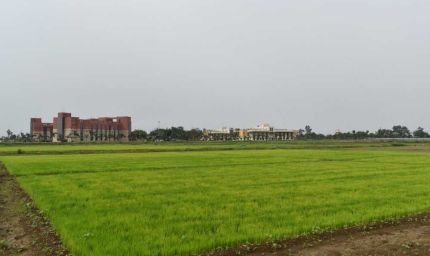 विलंबित मानसून के बीच धान किसानों के लिए आईसीएआर-एनआईबीएसएम की विशेष सलाह