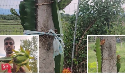 बंजर जमीन पर ड्रैगन फ्रूट की खेती से लातेहार किसान की बदली किस्मत