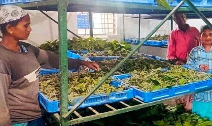 नारायणपुर में रेशम से बुनी जा रही आत्मनिर्भरता की नई कहानी, कोसापालन ने बदली ग्रामीणों की तकदीर