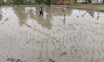 मॉनसूनी बारिश से खिले किसानों के चेहरे, धान रोपनी हुई तेज