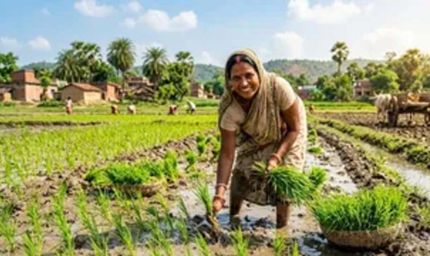 झारखंड में बारिश संकट के बीच डीएसआर तकनीक से धान खेती की सलाह