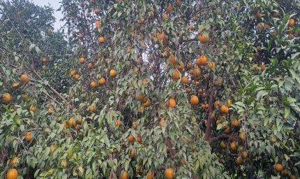 राजस्थान के 7 कृषि उत्पादों को मिलेगा GI टैग, किन्नू से सांगरी तक बनेगी नई पहचान