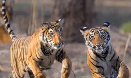 बाघ संरक्षण के प्रति युवाओं को जागरूक करने वन विहार में हुई ओपन क्विज और रेस्क्यू वर्कशॉप