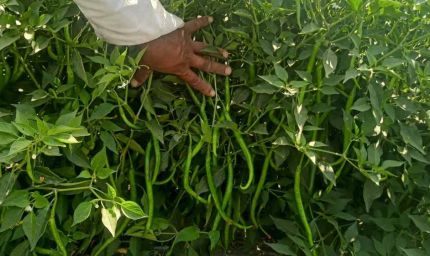 हरियाणा के पहाड़ी किसानों की नई पहल, प्राकृतिक मिर्च की आधुनिक खेती से बढ़ेगी आय