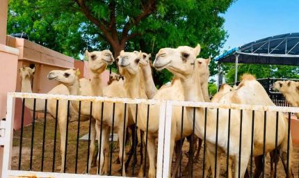 विलुप्ति की कगार पर मालवी ऊंट, संरक्षण के लिए एनआरसीसी ने बढ़ाया कदम