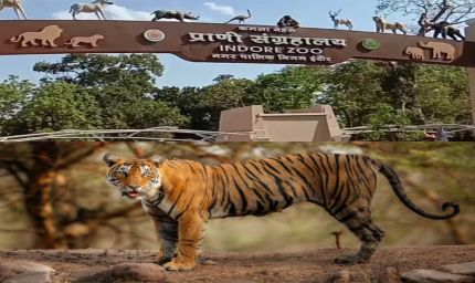 इंदौर चिड़ियाघर में बढ़ेगा आकर्षण, आएगा एक सींग वाले गैंडों का जोड़ा, 700 किमी दूर से पहुंचेगा दरियाई घोड़ा 'सतीश'