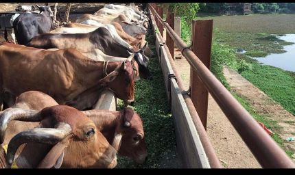 ग्वालियर में बजरंग भक्त मंडल ने की 1 टन हरे चारे से गौसेवा