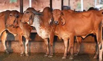 गोसंरक्षण से ग्रामीण समृद्धि: उत्तर प्रदेश का बहुआयामी विकास मॉडल दिनेश सिंह