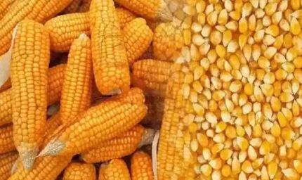 मक्का किसानों को एचएयू की सलाह, फाल आर्मीवर्म से बचाएं फसल
