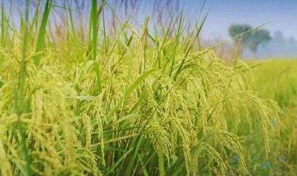 हरियाणा में 'फिजी वायरस' का कहर, कई जिलों में 1500 एकड़ धान की फसल बर्बाद