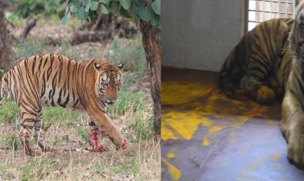 युवराज बाघ का खिवनी अभ्यारण से वन विहार तक का सफर