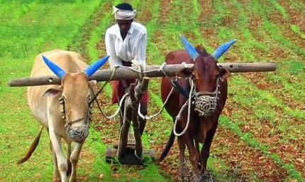 Haryana News: अगले रबी सीजन तक जारी रहेगी PM फसल बीमा योजना, किसानों को मिलेगा सुरक्षा कवच
