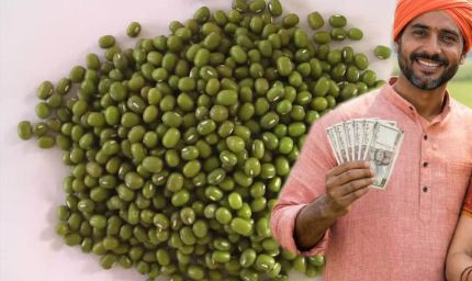 मूंग किसानों की हुई बल्ले-बल्ले! प्रदेश में रेट ₹500 प्रति क्विंटल बढ़े, सरकार की बढ़ी चिंता
