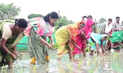 वैशाली की डीएम वर्षा सिंह खेत में उतरीं, किसानों संग की धान रोपनी