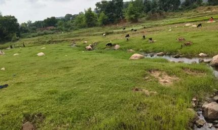 कम बारिश से बरवाडीह में बालू संकट की आहट, नदियों में नहीं हुआ प्राकृतिक पुनर्भरण
