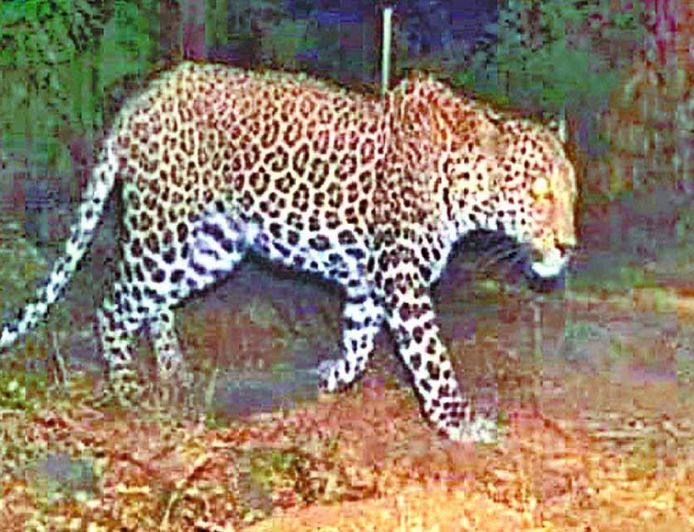 पंजाब के तेंदुओं को आबादी से दूर रखने के लिए कलेसर में बनेंगे घास के मैदान