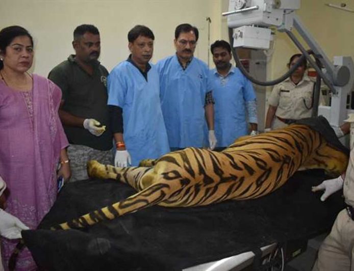 खिवनी अभयारण्य से लाए गए घायल बाघ "युवराज" का वन विहार में हो रहा उपचार