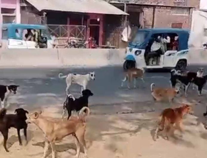 4 साल की मासूम पर आवारा कुत्तों का जानलेवा हमला, तड़प-तड़प कर गई जान