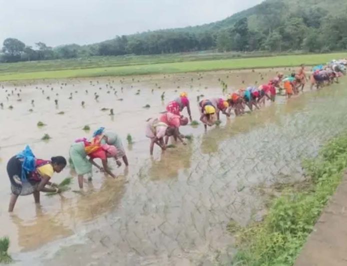 लगातार बारिश से पंच परगना में धान रोपाई ने पकड़ी रफ्तार, किसानों के चेहरे खिले