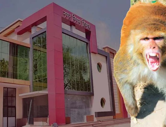 हिसार में बंदरों के आतंक से राहत की तैयारी, नगर निगम ने जारी किया टेंडर