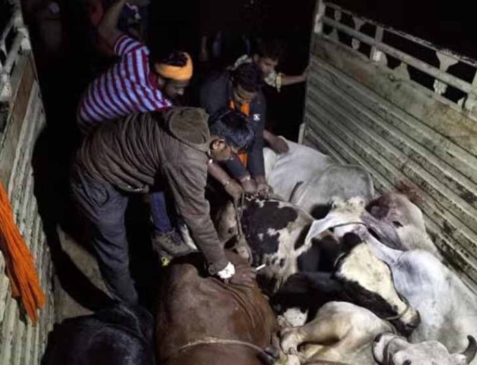 पंजाब में 3 गायों के कटे सिर और 2 क्विंटल मांस बरामद, 2 आरोपी गिरफ्तार