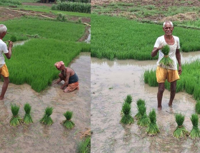 बारिश से किसानों को राहत, पटना में धान रोपनी ने पकड़ी रफ्तार