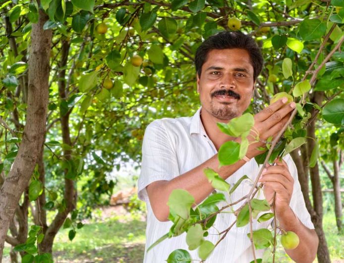 मैनपाट में 'नाशपाती' की मिठास
