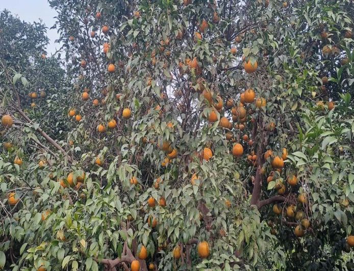राजस्थान के 7 कृषि उत्पादों को मिलेगा GI टैग, किन्नू से सांगरी तक बनेगी नई पहचान