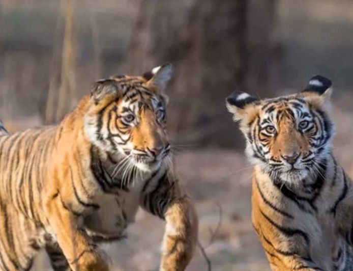 बाघ संरक्षण के प्रति युवाओं को जागरूक करने वन विहार में हुई ओपन क्विज और रेस्क्यू वर्कशॉप