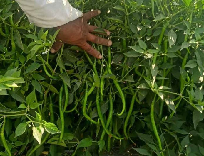हरियाणा के पहाड़ी किसानों की नई पहल, प्राकृतिक मिर्च की आधुनिक खेती से बढ़ेगी आय