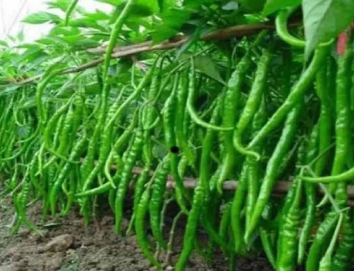 पहाड़ी क्षेत्र मोरनी में जैविक मिर्च खेती की नई पहल शुरू