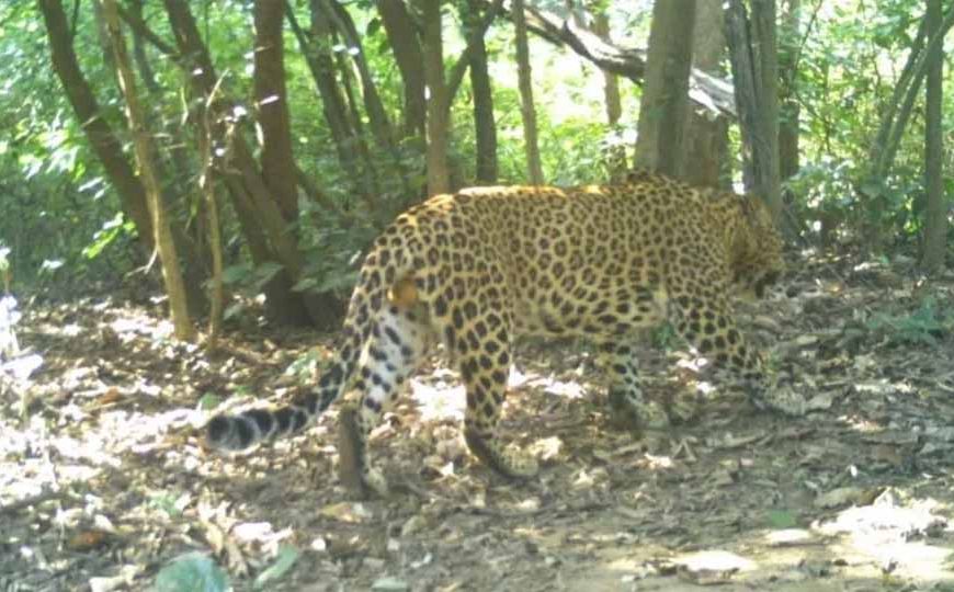 कलेसर पार्क में तेंदुओं के लिए खास इंतजाम, यमुना नगर में प्राकृतिक आवास होगा और मजबूत